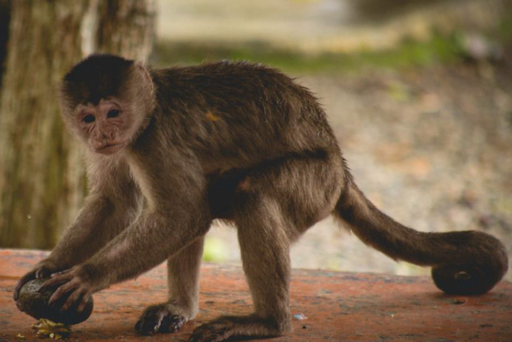 peru amazon tour