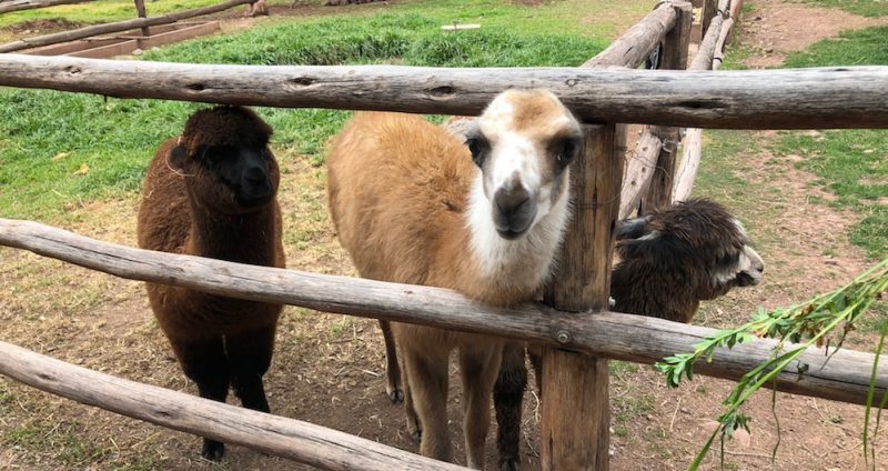 Sacred Valley Tour - Llamas