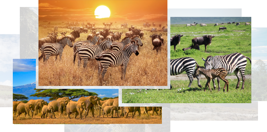 Visit Tanzania