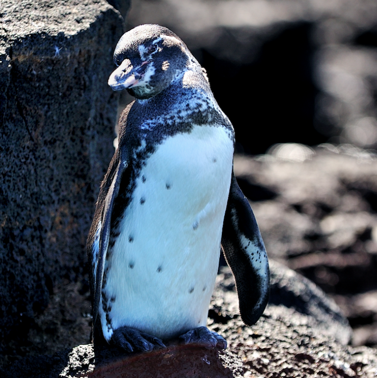 Galapagos Penguin