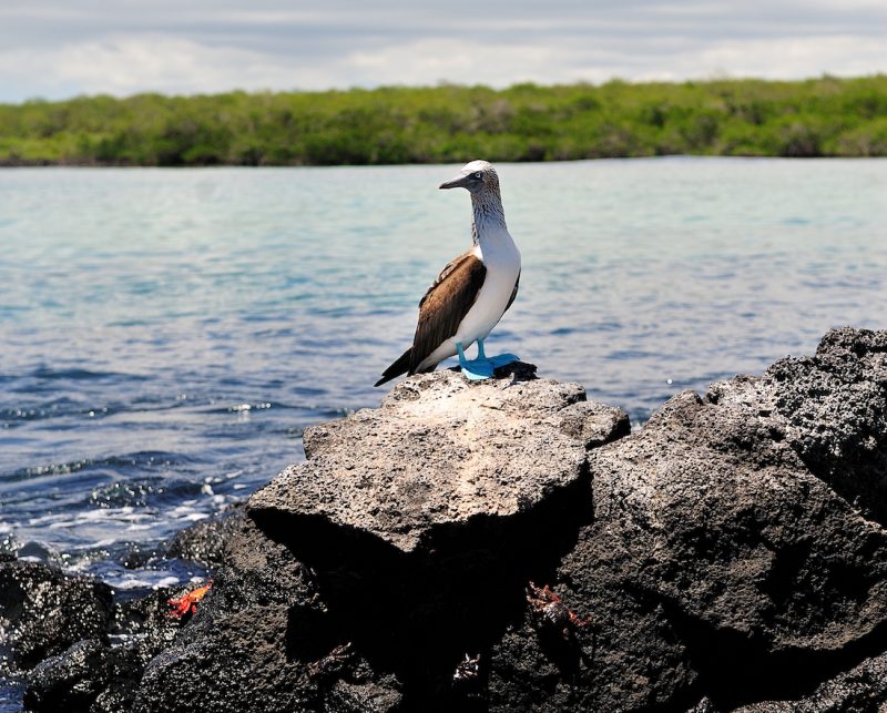 Galapagos Bird