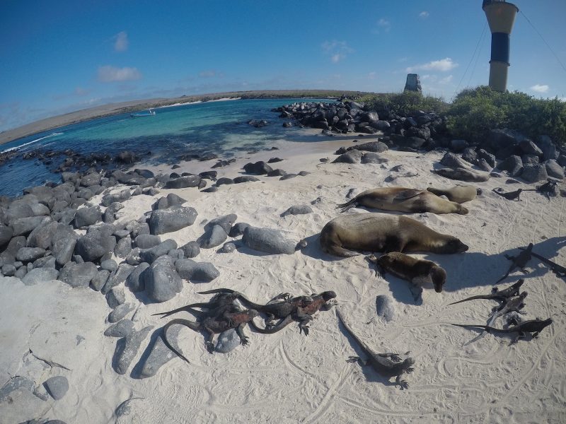 galapagos experience española island