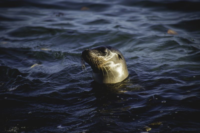 Galapagos Island Seal 