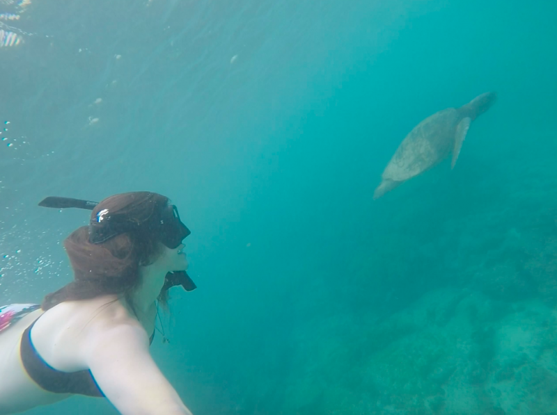 galapagos experience with turtle