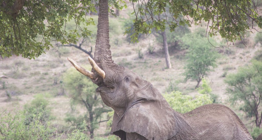 Tarangire National Park Safari