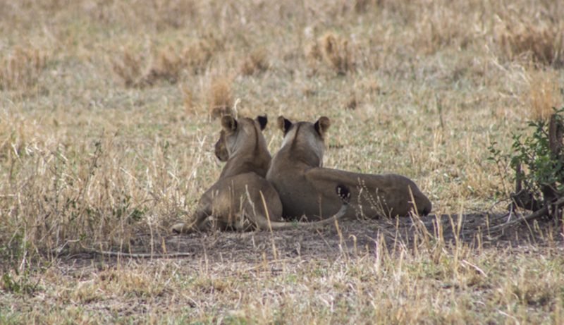 Tarangire National Park Safari Lions