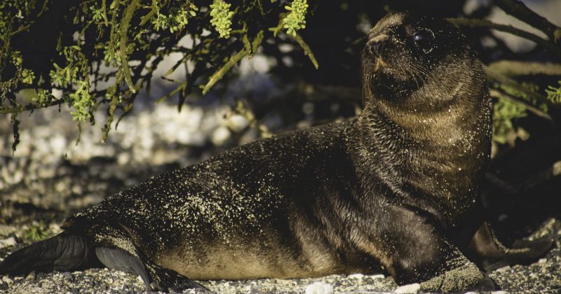 Galapagos Islands Fur Seal