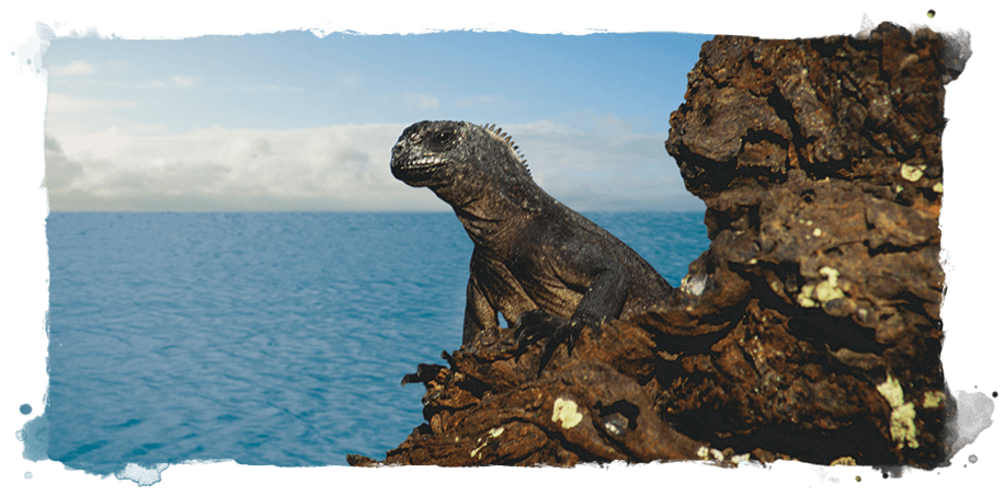 Visit Ecuador & Galapagos