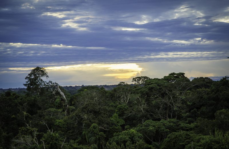 Amazon Rainforest Blog