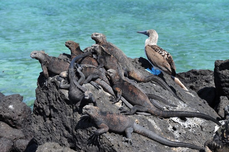 Top 6 Nature Travel Destinations - Galapagos Islands