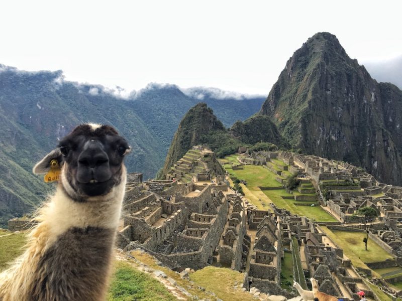 Machu Picchu Llama