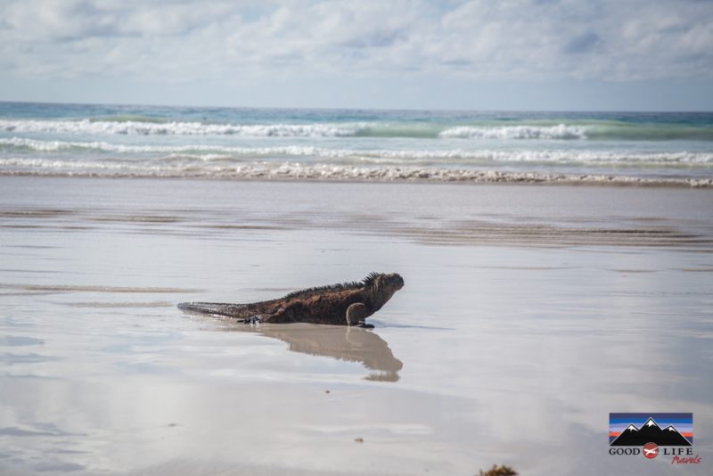 Lizard on the beach