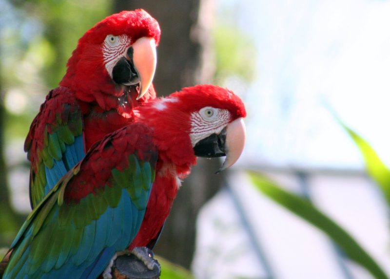 peru tour packages
