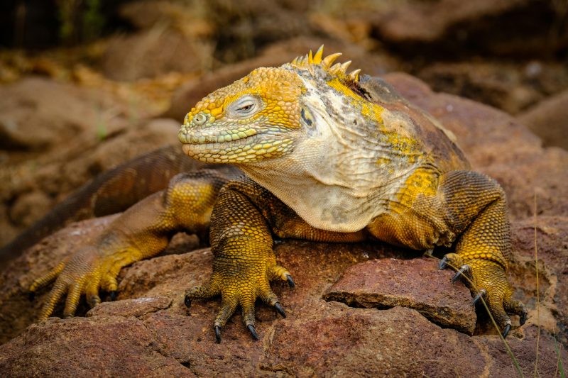 galapagos islands tours